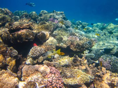 Kızıl Deniz 'in mercan kayalıklarında güzel balıklar