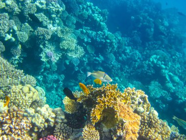 Kızıl Deniz 'in mercan kayalıklarında güzel balıklar