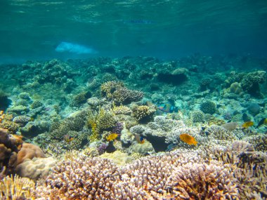 Kızıl Deniz 'in mercan kayalıklarında güzel balıklar