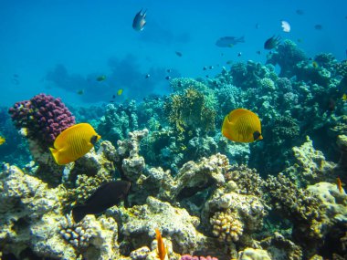 Kızıl Deniz 'in mercan kayalıklarında güzel balıklar