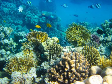 Kızıl Deniz 'in mercan kayalıklarında güzel balıklar