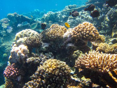 Kızıl Deniz 'in mercan kayalıklarında güzel balıklar