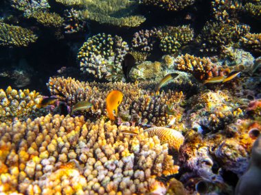 Kızıl Deniz 'in mercan kayalıklarında güzel balıklar