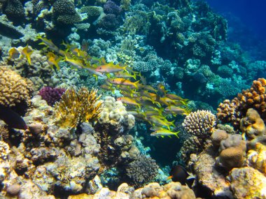 Kızıl Deniz 'in mercan kayalıklarında güzel balıklar