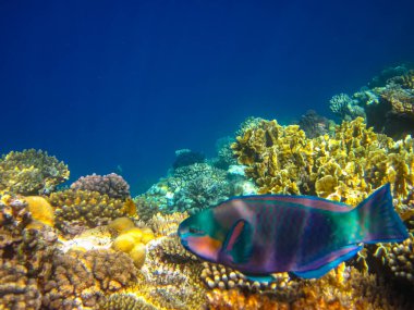 Kızıl Deniz 'in mercan kayalıklarında güzel balıklar