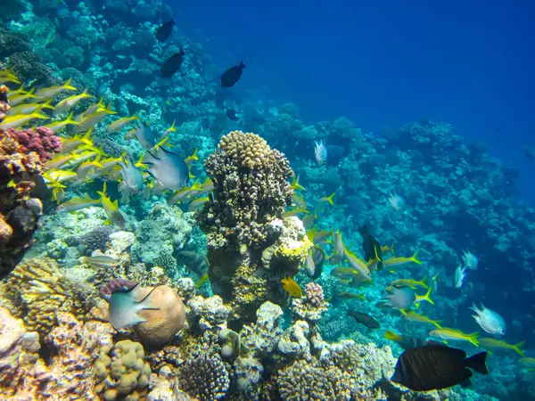 Kızıl Deniz 'in mercan kayalıklarında güzel balıklar