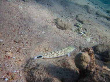 Kızıldeniz 'deki mercan resiflerinin genişliğinde parapersler.
