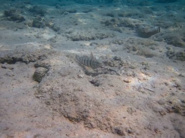 Kızıldeniz 'deki mercan resiflerinin genişliğinde parapersler.