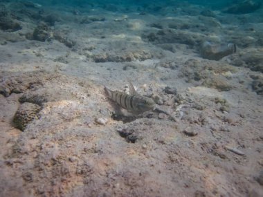 Kızıldeniz 'deki mercan resiflerinin genişliğinde parapersler.