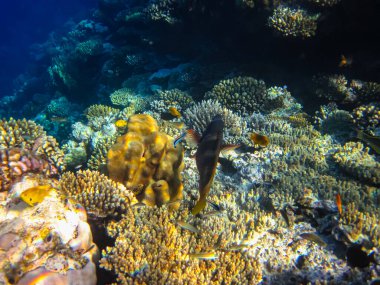 Kızıl Deniz 'in mercan kayalıklarında güzel balıklar.