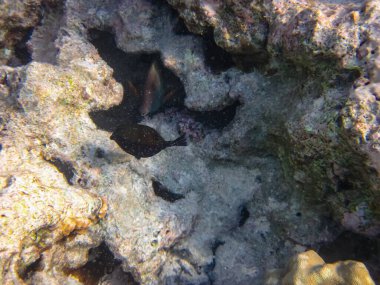 Kızıl Deniz 'in mercan kayalıklarında güzel balıklar.