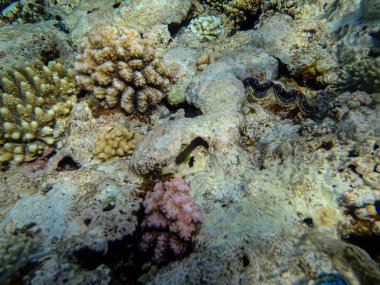 İnanılmaz güzel bir mercan resifi ve Kızıl Deniz 'deki sakinleri.