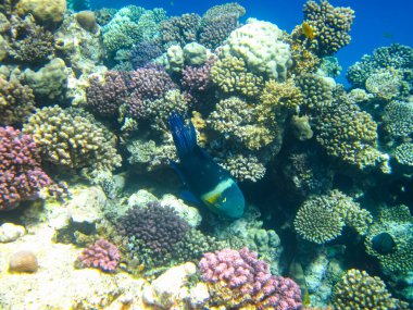 İnanılmaz güzel bir mercan resifi ve Kızıl Deniz 'deki sakinleri.