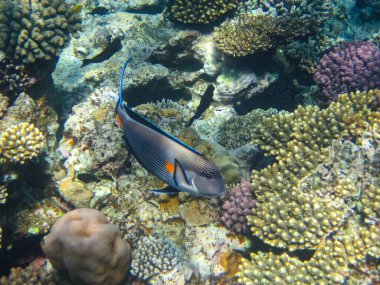 İnanılmaz güzel bir mercan resifi ve Kızıl Deniz 'deki sakinleri.