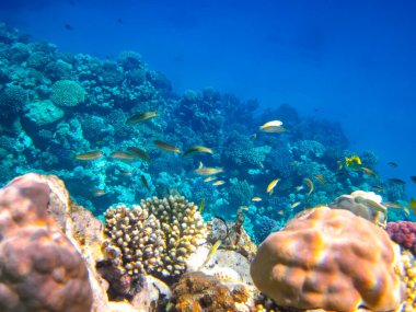 İnanılmaz güzel bir mercan resifi ve Kızıl Deniz 'deki sakinleri.