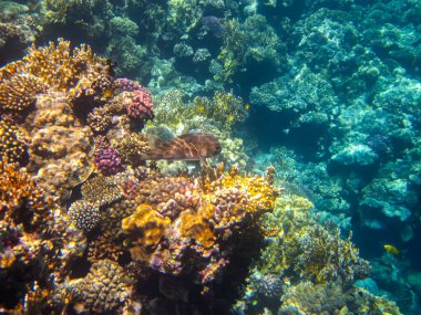 İnanılmaz güzel bir mercan resifi ve Kızıl Deniz 'deki sakinleri.