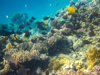 İnanılmaz güzel bir mercan resifi ve Kızıl Deniz 'deki sakinleri.