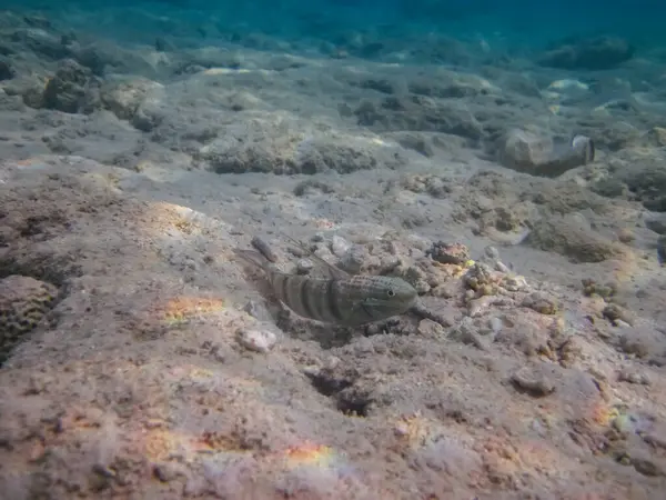 Kızıldeniz 'deki mercan resiflerinin genişliğinde parapersler.