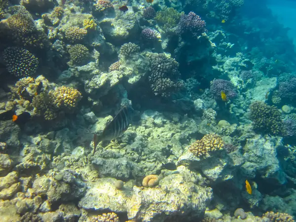 İnanılmaz güzel bir mercan resifi ve Kızıl Deniz 'deki sakinleri.