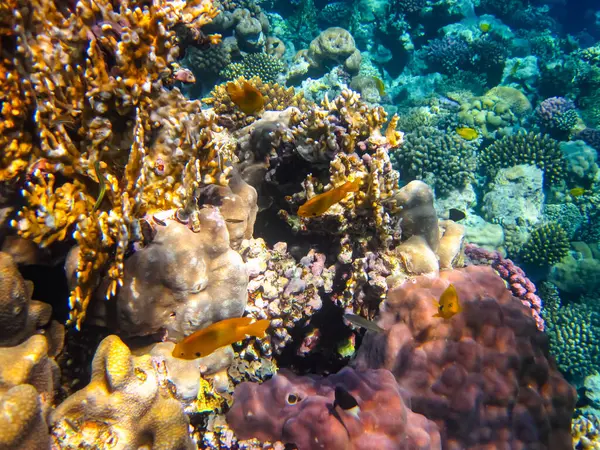 Recife Coral Fabulosamente Bonito Seus Habitantes Mar Vermelho Imagens Royalty-Free