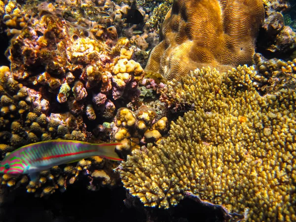 Egy Mesésen Gyönyörű Korallzátony Lakói Vörös Tengeren Jogdíjmentes Stock Fotók