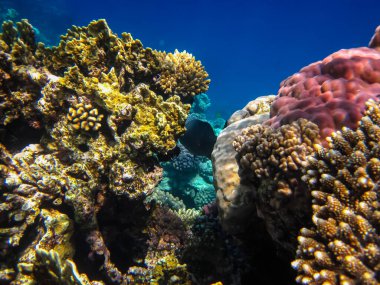 İnanılmaz güzel bir mercan resifi ve Kızıl Deniz 'deki sakinleri.
