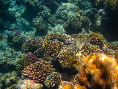 İnanılmaz güzel bir mercan resifi ve Kızıl Deniz 'deki sakinleri.