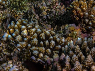 İnanılmaz güzel bir mercan resifi ve Kızıl Deniz 'deki sakinleri.