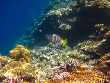 İnanılmaz güzel bir mercan resifi ve Kızıl Deniz 'deki sakinleri.