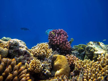 İnanılmaz güzel bir mercan resifi ve Kızıl Deniz 'deki sakinleri.