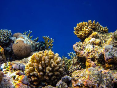 İnanılmaz güzel bir mercan resifi ve Kızıl Deniz 'deki sakinleri.