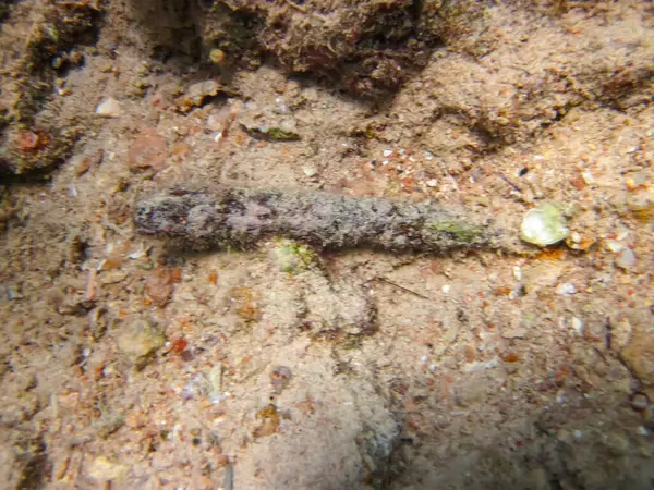 İnanılmaz güzel bir mercan resifi ve Kızıl Deniz 'deki sakinleri.