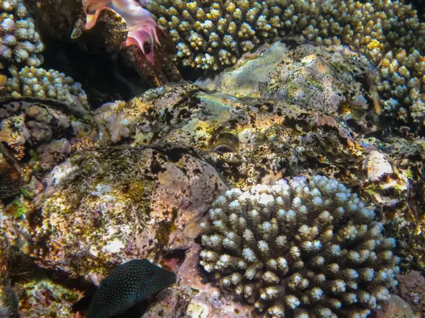 İnanılmaz güzel bir mercan resifi ve Kızıl Deniz 'deki sakinleri.