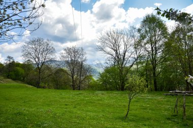 Ukrayna Karpatlarının dağlarındaki yeşil orman