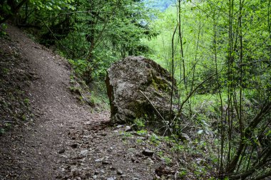 Ukrayna Karpatlarının dağlarındaki yeşil orman