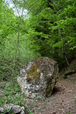 Ukrayna Karpatlarının dağlarındaki yeşil orman