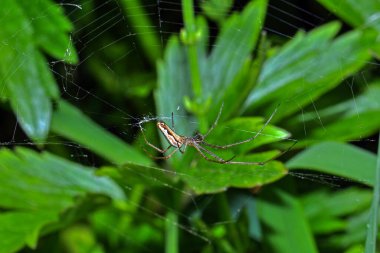 Uzun örgü ören örümcek ya da Tetragnatha otların üzerinde bir ağ uzatıyordu.