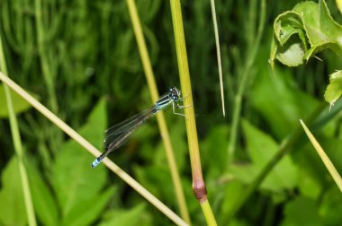 Yusufçuk Uçan Kız Böceği ya da Çimlerin üzerinde oturan Coenagrion Puella