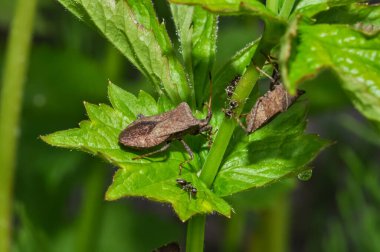 Dolycoris bakaryumu ya da böğürtlen böceği bir bitkinin üzerine oturur