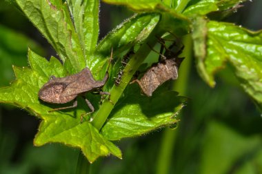 Dolycoris bakaryumu ya da böğürtlen böceği bir bitkinin üzerine oturur