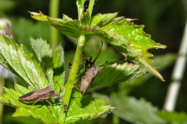 Dolycoris bakaryumu ya da böğürtlen böceği bir bitkinin üzerine oturur