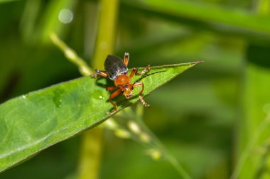 Cantharis livida ya da Çiçek yumuşak böceği bir bitkinin üzerine oturur