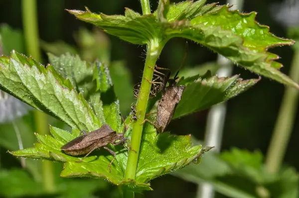 Dolycoris bakaryumu ya da böğürtlen böceği bir bitkinin üzerine oturur