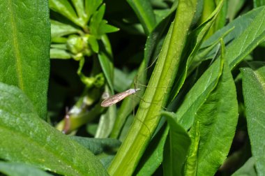 Bir sivrisinek yeşil bir yaprağın üzerinde oturur.