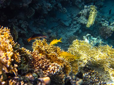 Renkli mercan resifi sakinleriyle Kızıl Deniz 'in sualtı dünyası.