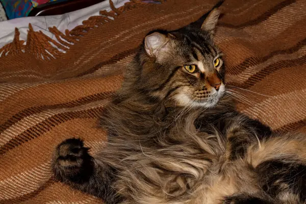 Portrait of a Maine Coon cat. The cat washes itself with its paw