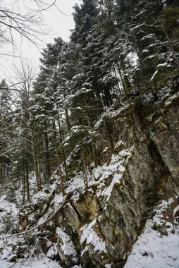 Ukrayna Karpatları 'nda kış ormanı. Karpat Dağları