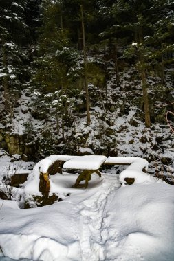 Ukrayna Karpatları 'nda kış ormanı. Karpat Dağları