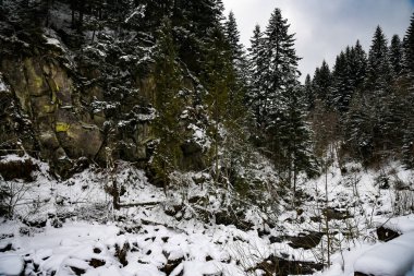 Ukrayna Karpatları 'nda kış ormanı. Karpat Dağları