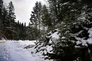 Ukrayna Karpatları 'nda kış ormanı. Karpat Dağları